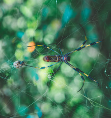 spider on web