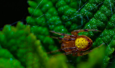 spider on a web