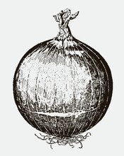 Round Red Onion With Roots And Brittle Top. Illustration After An Antique Engraving From The 19th Century