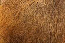 A Brown Background With A Hairy Texture. Camel Hair.