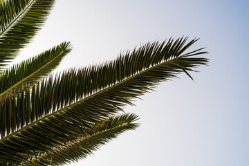  Branches and leaves of palm trees against the blue sky.