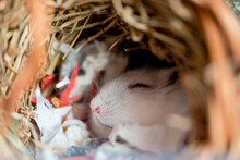 sleeping-hamster-free-stock-photo-public-domain-pictures