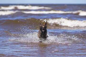  Happy young Belgian Shepherd dog Malinois running outdoors on a water at the seaside in summer