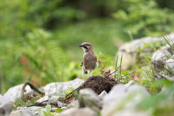 Wall Mural - Wild jay in the forest. The bird observed in nature. European wildlife nature.