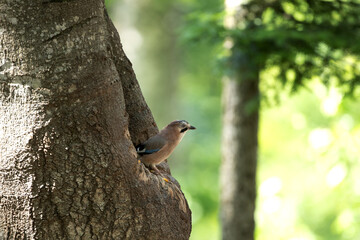 Wall Mural - Wild jay in the forest. The bird observed in nature. European wildlife nature.