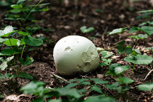 Close Up Of Large Puffball Mushroom Growing On The Forest Floor.