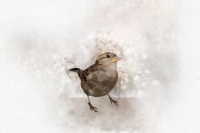 Little Sparrow Watercolor Digital Painting Vintage Effect