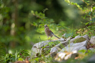 Wall Mural - Wild jay in the forest. The bird observed in nature. European wildlife nature.