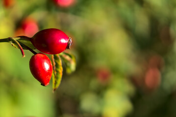 Wall Mural - Macro view of beautiful autumnal rose hips fruit with green leaf on warm fall background, Marlay Park, Dublin, Ireland