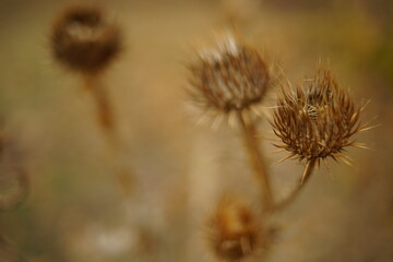 Canvas Print - Dry brown burdock plant with old thorns grow in nature.