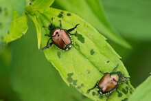 The Japanese Beetle (a Species Of Scarab Beetle). Popillia Japonica. Entomological Education Concept.