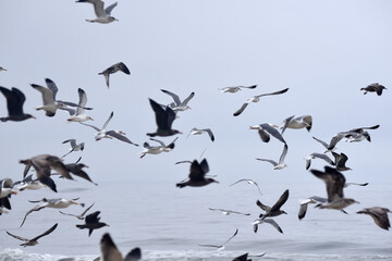 Wall Mural - flock of seagulls