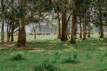 A field with cows