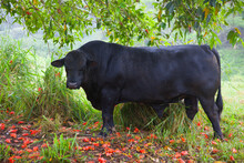 One Black Bull (cow) Breed  Breed Black Angus (Aberdeen Angus) Is Under Green Tree. Hawaii.