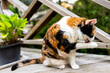 Closeup side of one calico cat sitting outside on house deck by wooden fence grooming licking paw with excess skin hanging