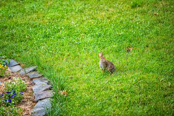 Wall Mural - One wild eastern cottontail rabbit bunny in Virginia outside in backyard with fluffy fur coat by flowers as pest on lawn