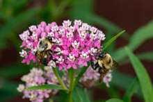 Closeup Of Two Common Eastern Bumble Bees On Swamp Milkweed Wildflower. Concept Of Insect And Wildlife Conservation, Habitat Preservation, And Backyard Flower Garden
