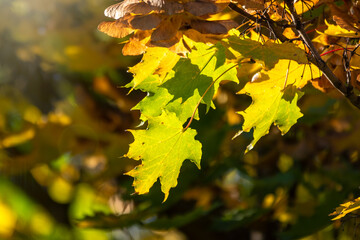 Maple branches with yellow leaves in autumn, in the light of sunset.