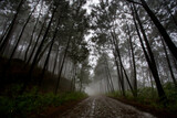 Fototapeta Krajobraz - Amanecer en la sierra de quila jalisco con neblina 