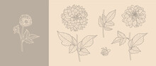 Set Dahlia Flowers With Leaves In Trendy Minimal Liner Style. Vector Floral Illustration