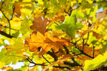 Yellow Green Leaves Of Autumn Oak. Selective Focus.