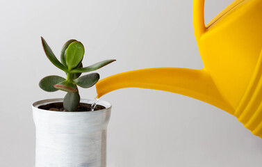 crassula is watered by yellow watering can on the white background