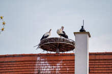 Storks In Oettingen, Donau-Ries In Swabia, Bavaria, Germany