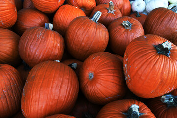 red large classic pumpkins to create decorations for halloween. mountain of red fresh pumpkins.