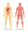 Human body system. Human body muscular system and internal organs heart, liver, brain, kidneys, lungs, stomach spleen pancreas