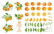 Mandarin Fruits, Flowers, Leaves Vector Watercolor Illustration. Set Of Whole, Cut In Half, Sliced On Pieces Mandarins