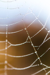  Background of the threads of a spider web with dew drops. Web macro. Abstract natural background in the sunlight with the blur. Shallow depth of field. Beautiful lines of a spider web