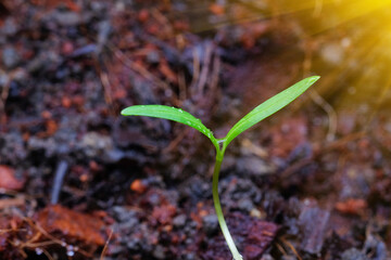 Poster - The sapling of the plant water droplets and light