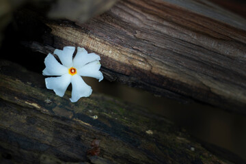 Wall Mural - Shiuli Flower, Night blooming jasmine