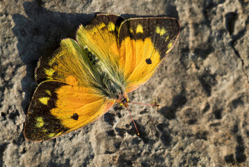 Clouded Yellow butterfly - Colias croceus, beautifull yellow butterfly from European meadows and grasslands, Pag island, Croatia.