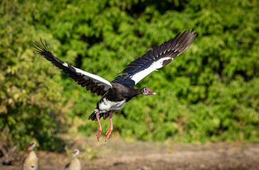 Spur wing goose in flight in Chobe River in Botswana