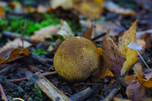 Mushroom In Autumn