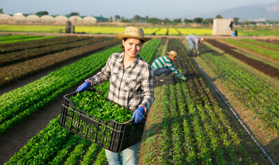 Portrait of successful female horticulturist on plantation of leafy vegetables with freshly harvested corn salad in plastic box..