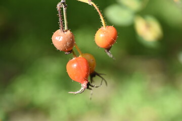 Sticker - Rose hips / Rose hip rich in Vitamin C。