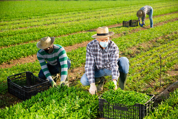 en seasonal farm workers wearing protective face masks harvesting arugula on field