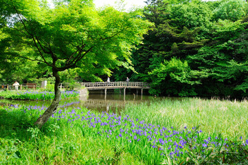 Poster - 石神井公園の三宝寺池