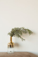 Fir branches in gold bottle vase on neutral beige background. Minimal interior design concept.