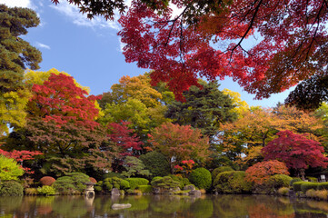 Canvas Print - もみじ公園