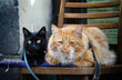 portrait of two cute cats. Two cats black and red are sitting on a chair