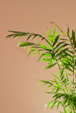Fototapeta Sypialnia - Close-up of the delicate feathery leaves of the Chamaedorea elegans houseplant in a modern, stylish and minimalistic urban jungle interior. Tropical palm tree with beautiful bright sunlight.Vertically