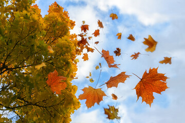 colorful autumn leaves in red and golden falling from a maple tree, blue sky with clouds, motion blu