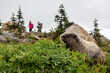 © robertharding - Adult hoary marmot (Marmota caligata), on the Deadhorse Creek Trail, Mount Rainier National Park, Washington State
