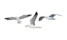White Gulls Or Seagulls As Seabirds With Black Markings On Wings Vector Set