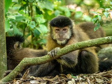 An Adult Black Capuchin Monkey (Sapajus Nigritus), Near The Trail At Iguacu Falls, Misiones Province, Argentina