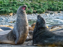 Young Southern Elephant Seal Bulls (Mirounga Leoninar), Mock-fighting On The Beach In Gold Harbor, South Georgia
