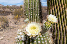 Argentine Saguaro Cactus (Echinopsis Terscheckii) In Flower, Los Cardones National Park, Salta Province, Argentina